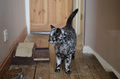 Кот Скрэппи с необычным окрасом шерсти из-за витилиго (12 фото)