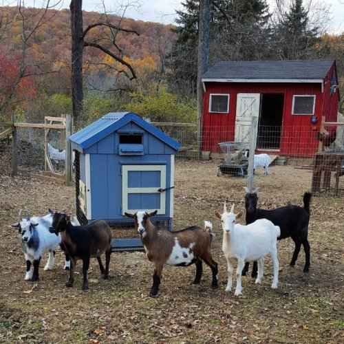 Женщина променяла работу в городе на заботу о козах, требующих специального ухода (11 фото)