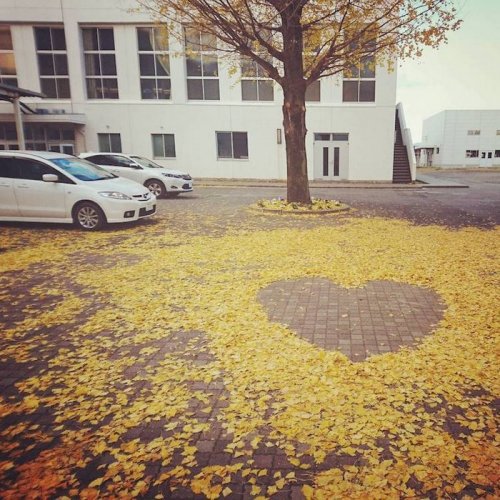 Японцы превращают опавшие листья в произведения искусства (23 фото)