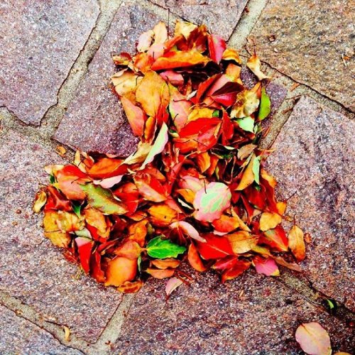 Японцы превращают опавшие листья в произведения искусства (23 фото)