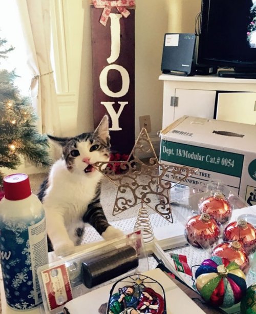 Домашние животные, которые ненавидят Рождество больше всего на свете (32 фото)