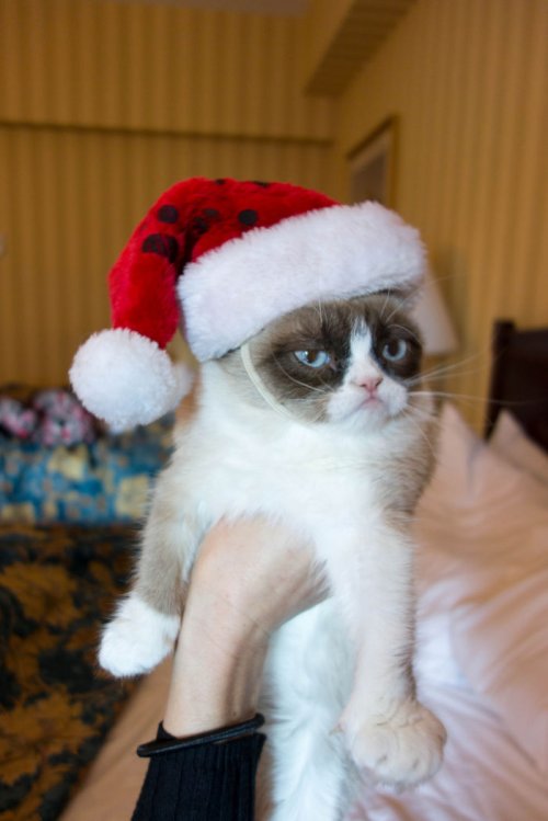 Домашние животные, которые ненавидят Рождество больше всего на свете (32 фото)