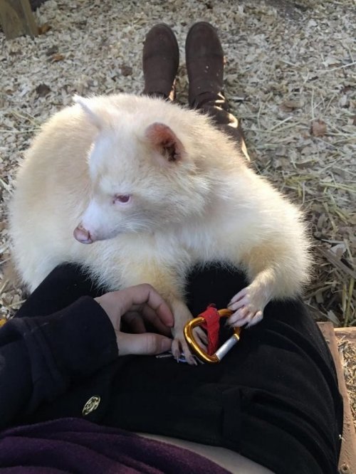 Спасённый енот-альбинос, которого назвали агрессивным, не перестаёт обниматься (11 фото)