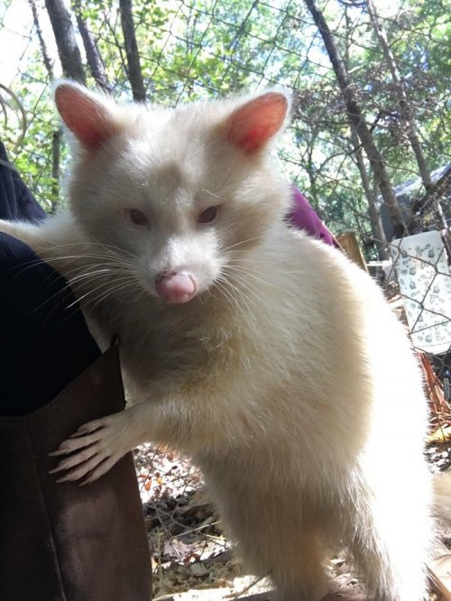 Спасённый енот-альбинос, которого назвали агрессивным, не перестаёт обниматься (11 фото)