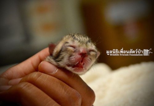 Необычный котёнок найден на улице Таиланда (10 фото)