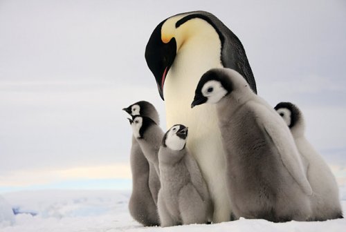 Подмигивающий птенец императорского пингвина (14 фото)
