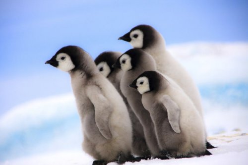 Подмигивающий птенец императорского пингвина (14 фото)