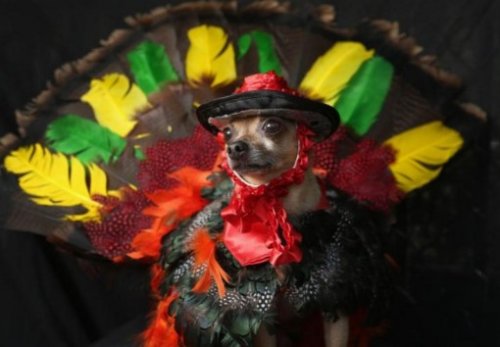 Праздничные собачки в костюмах индейки (10 фото)
