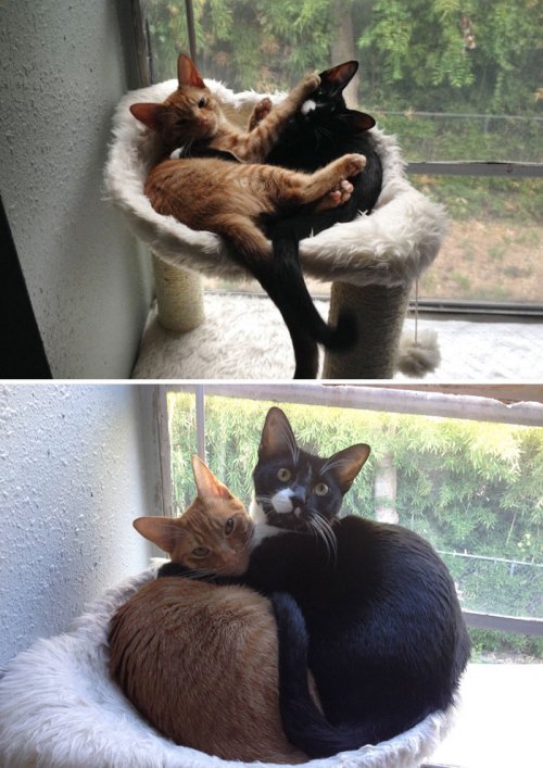 Очаровательные фотографии "до и после" с животными, выросшими вместе (33 шт)