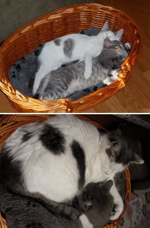 Очаровательные фотографии "до и после" с животными, выросшими вместе (33 шт)