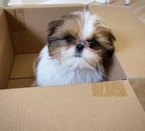 Собаки, которые тоже обожают сидеть в коробках (10 фото)