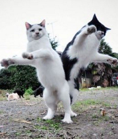 Танцующие кошки (10 фото)