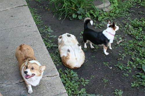 Собаки, попавшие в забавные ситуации (27 фото)