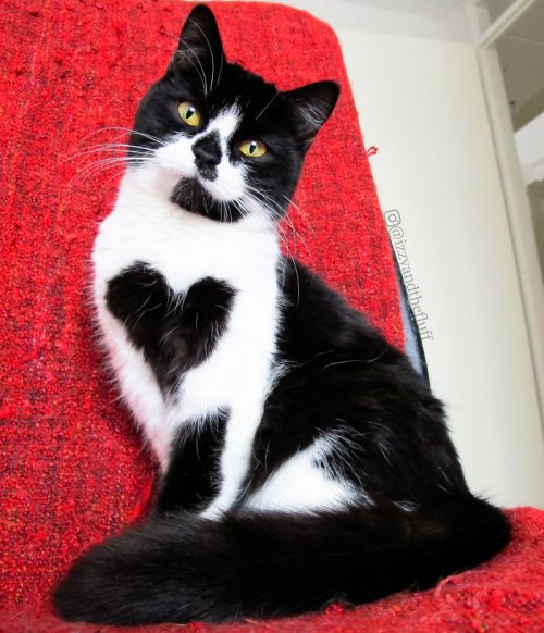 Очаровательная кошка Зоуи, которая носит сердце на груди (12 фото)