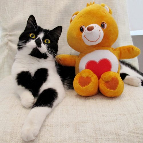 Очаровательная кошка Зоуи, которая носит сердце на груди (12 фото)