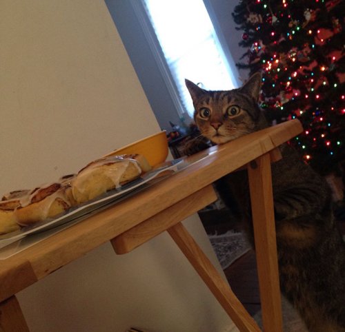 Как выглядит кот, которого поймали при попытке украсть булочку с корицей (4 фото)