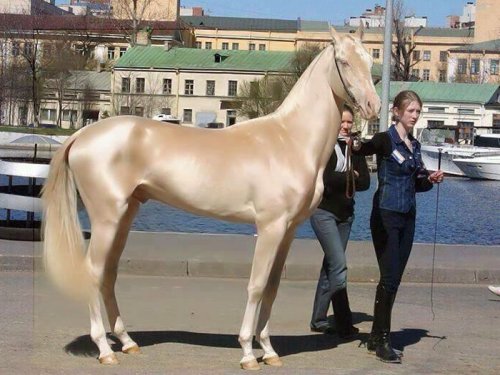 Ахалтекинская лошадь: невероятно редкая порода самых красивых лошадей в мире (6 фото)