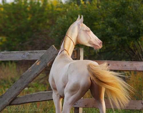 Ахалтекинская лошадь: невероятно редкая порода самых красивых лошадей в мире (6 фото)