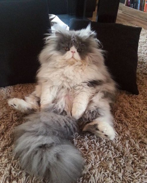 Длинношерстный кот Цезарь покоряет Instagram (17 фото)