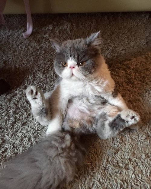 Длинношерстный кот Цезарь покоряет Instagram (17 фото)