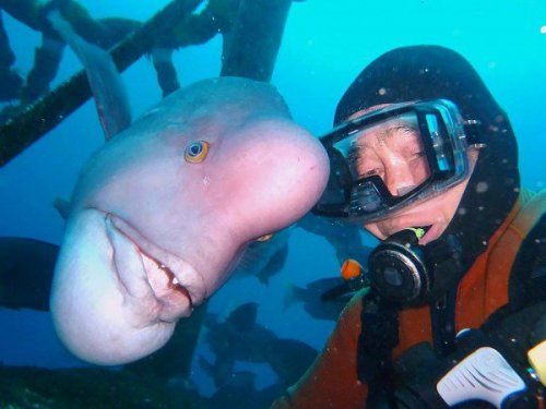 Невероятная 25-летняя дружба между аквалангистом и рыбой