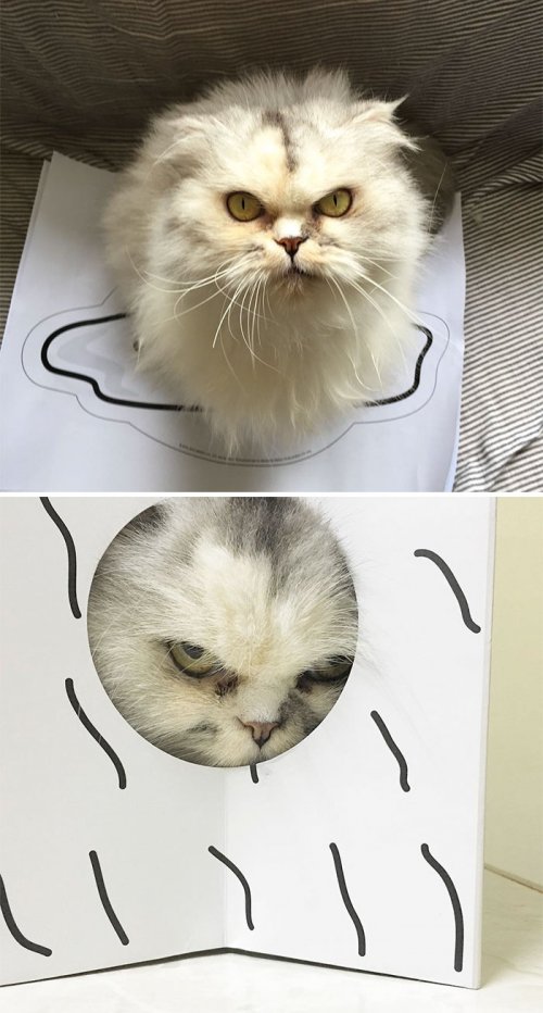 Самые недовольные кошки в мире (23 фото)