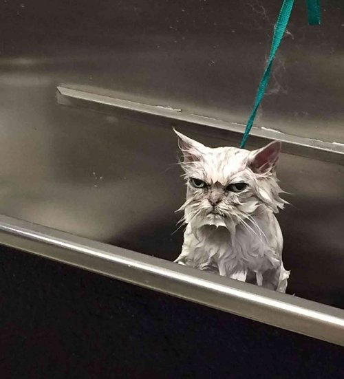 Самые недовольные кошки в мире (23 фото)