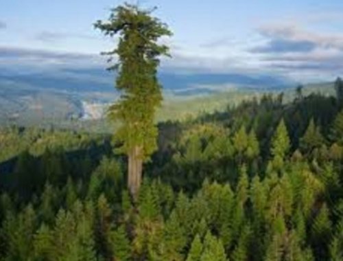10 самых выдающихся деревьев-рекордсменов мира