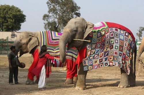 В Индии вяжут тёплую одежду для замерзающих слонов (6 фото)