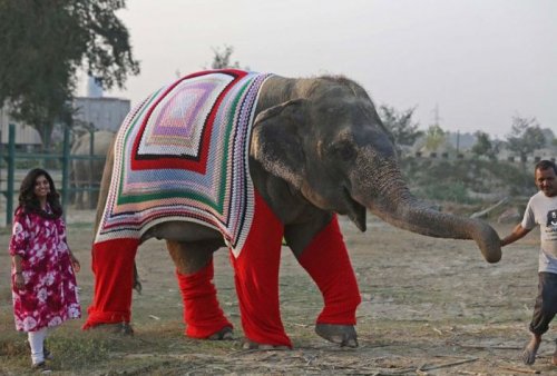 В Индии вяжут тёплую одежду для замерзающих слонов (6 фото)
