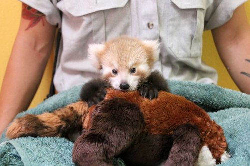 Очаровательный детёныш малой панды не перестаёт обниматься с игрушкой, похожей на него (8 фото)