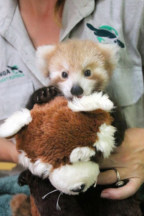 Очаровательный детёныш малой панды не перестаёт обниматься с игрушкой, похожей на него (8 фото)