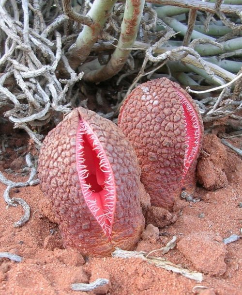 Африканская гиднора — необычное растение-паразит (9 фото)