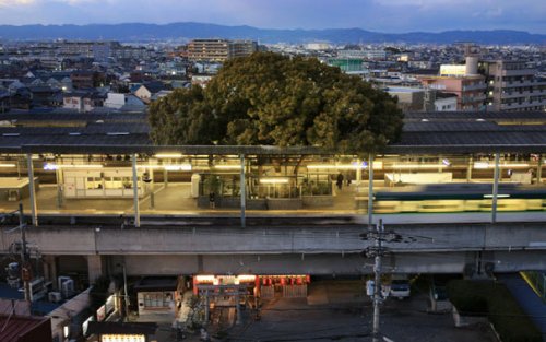 Эта японская ж/д станция была построена вокруг старого 700-летнего дерева и вот почему (7 фото)