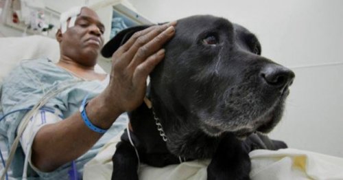 Топ-10: невероятные истории о собаках-спасателях, которые растопят любое сердце