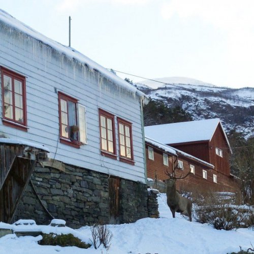 Норвежская пенсионерка приручила дикого оленя домашними печеньями