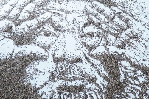 Художница создала детализированный портрет из 20 000 семян подсолнухов