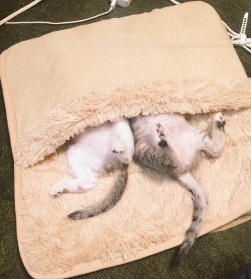 Котята оккупировали коврик с подогревом и не желают его покидать (5 фото)