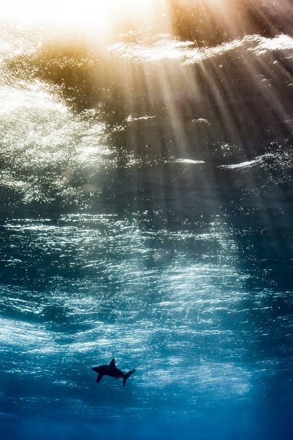 Топ-10: лучшие подводные фотографы 2017 года по версии Великобритании