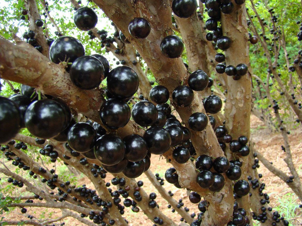 Фруктовый ствол. Бразильское дерево джаботикаба. Лес Жаботикаба Бразилия. Виноградное дерево джаботикаба. Плод джаботикаба Бразилия растёт.