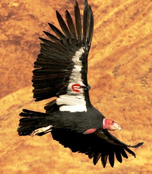 Одни из самых редких птиц в мире (15 фото)