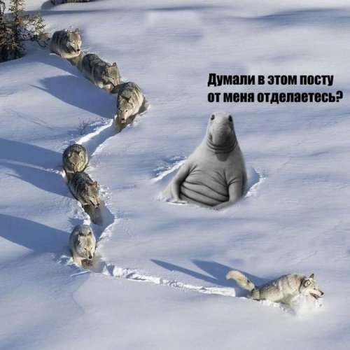 Фотография с волками стала новым мемом Рунета (9 фото)