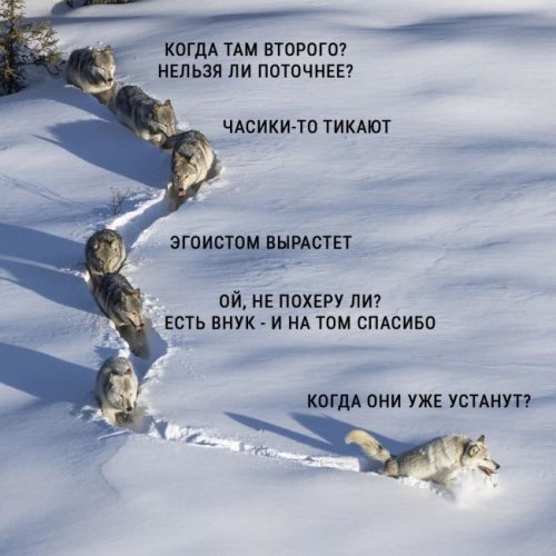 Фотография с волками стала новым мемом Рунета (9 фото)