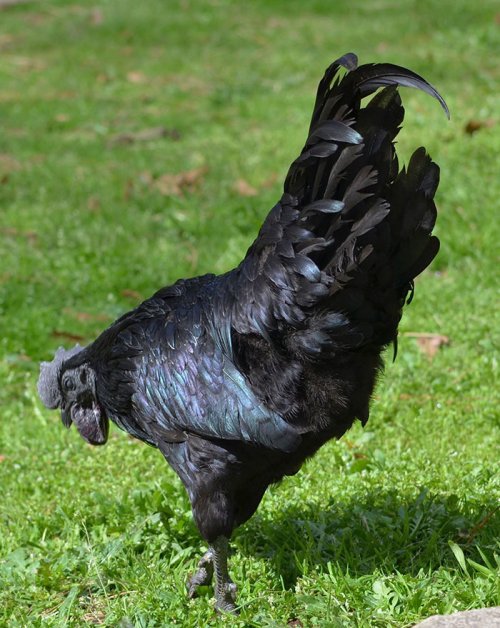 Эта курица-гот на 100% черная от окраса перьев до цвета внутренних органов и костей