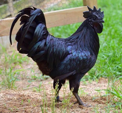 Эта курица-гот на 100% черная от окраса перьев до цвета внутренних органов и костей