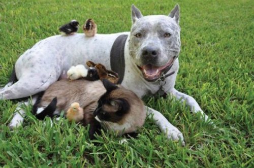 Любовь и дружба между животными разных видов (24 фото)