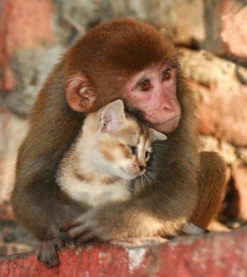 Любовь и дружба между животными разных видов (24 фото)