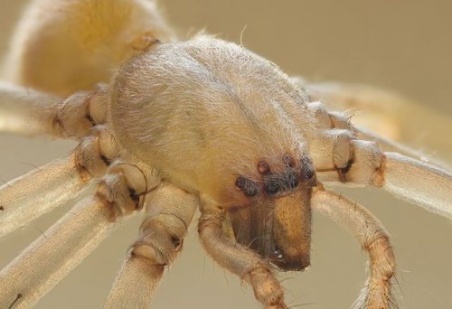 Топ-9: самые ядовитые в мире пауки