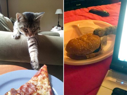 Кошки, которые охотятся за вашей едой (15 фото)