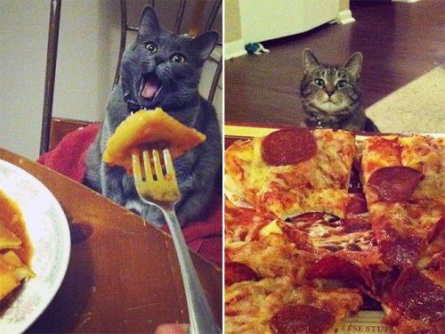 Кошки, которые охотятся за вашей едой (15 фото)